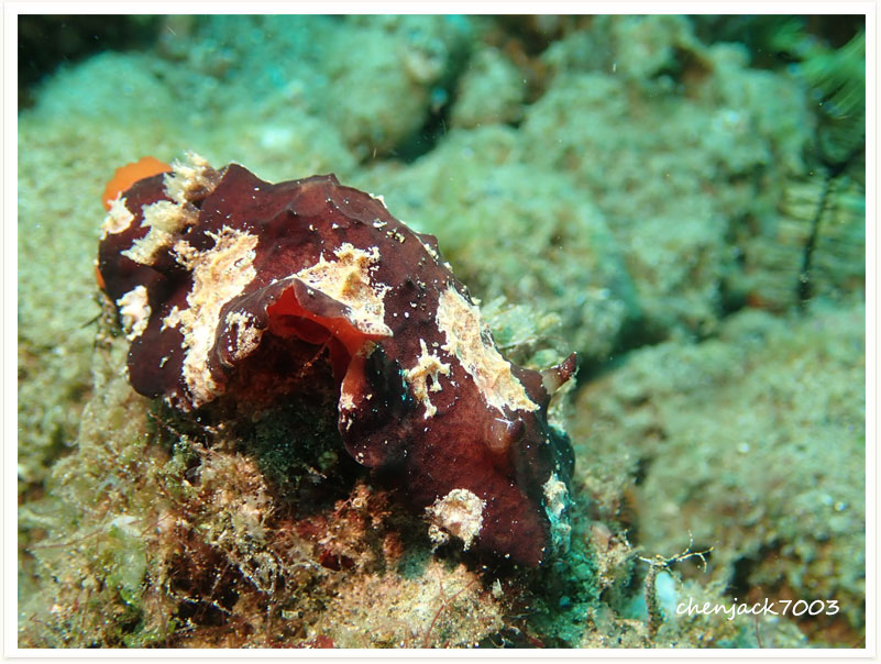 Sclerodoris tuberculata