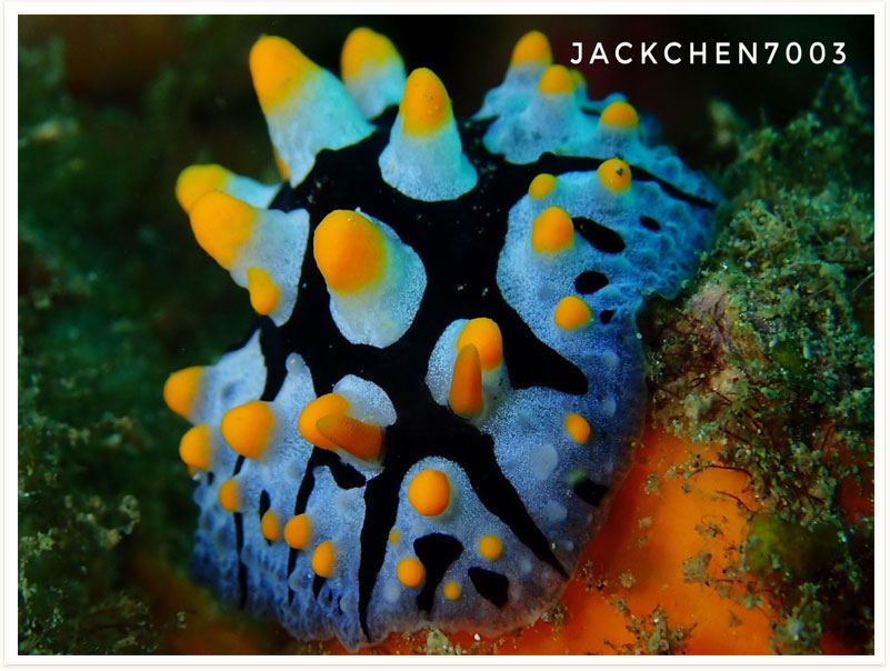 Phyllidia coelestis