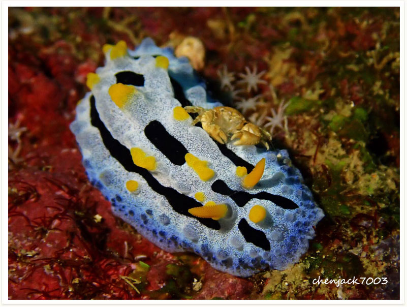 Phyllidia coelestis