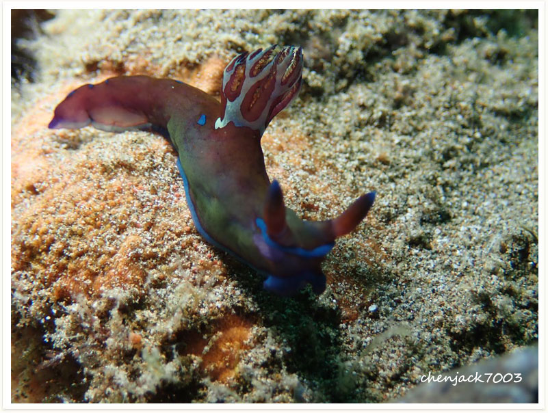 Tambja morosa