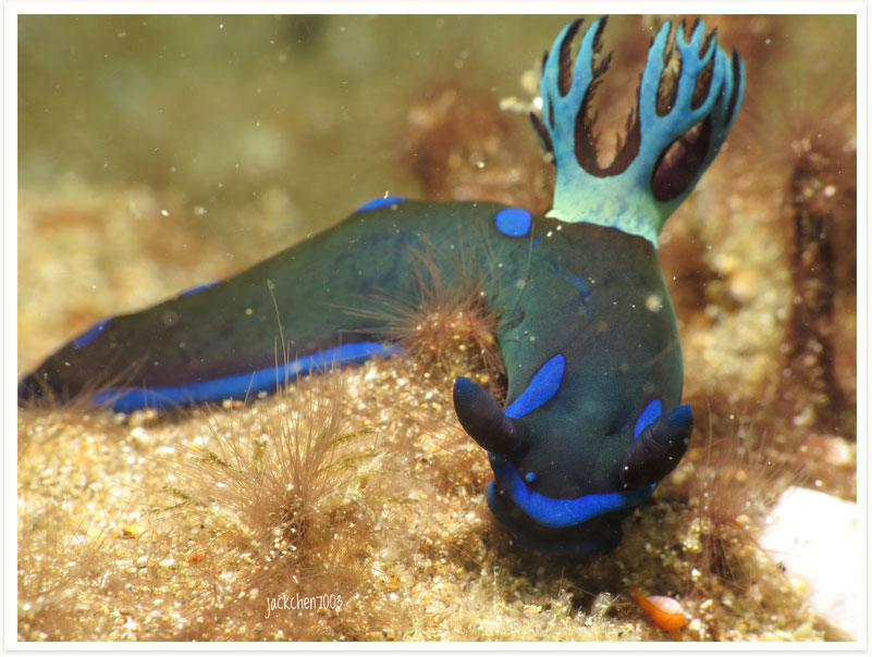 Tambja morosa