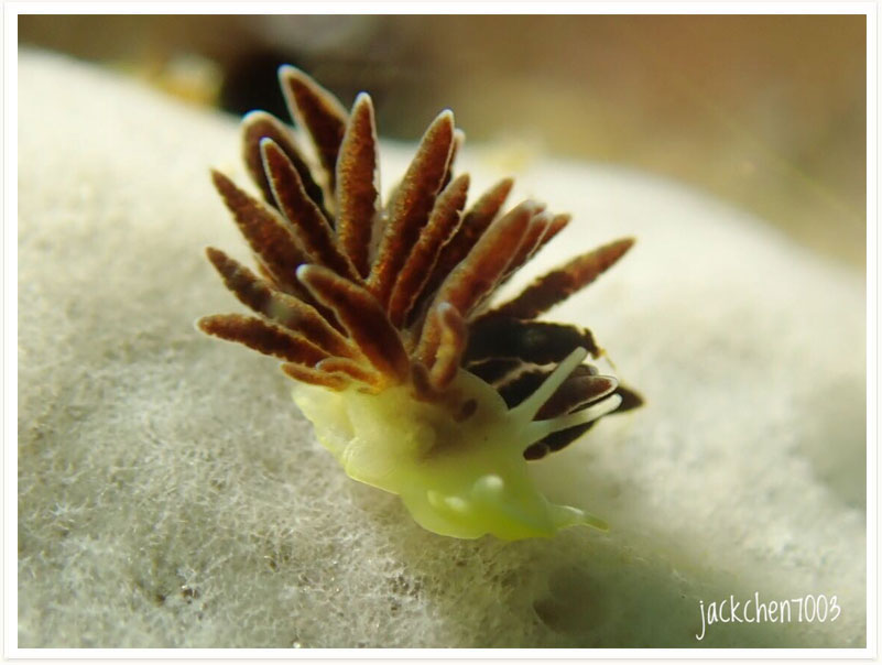 Phestilla melanobrachia