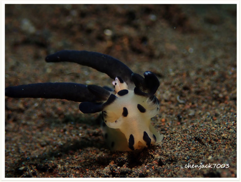 Thecacera sp1