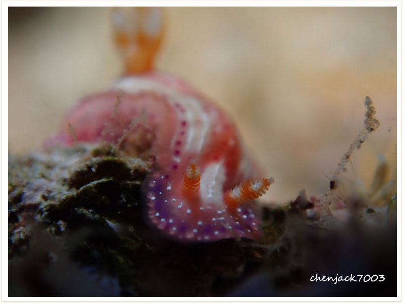 Hypselodoris maculosa
