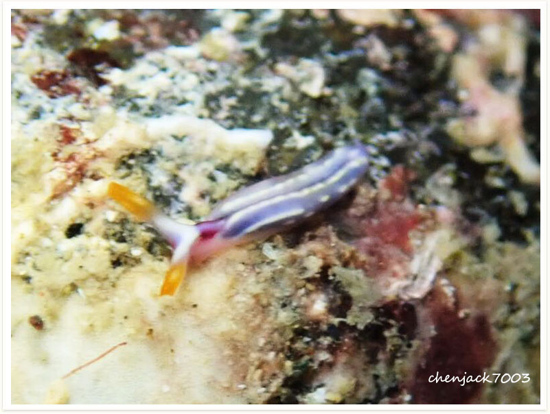 Thuridilla albopustulosa