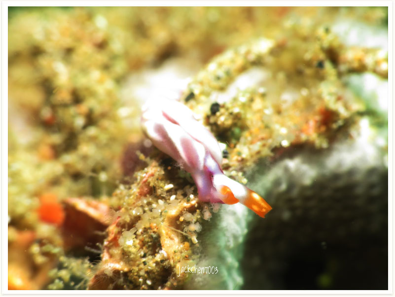 Thuridilla albopustulosa