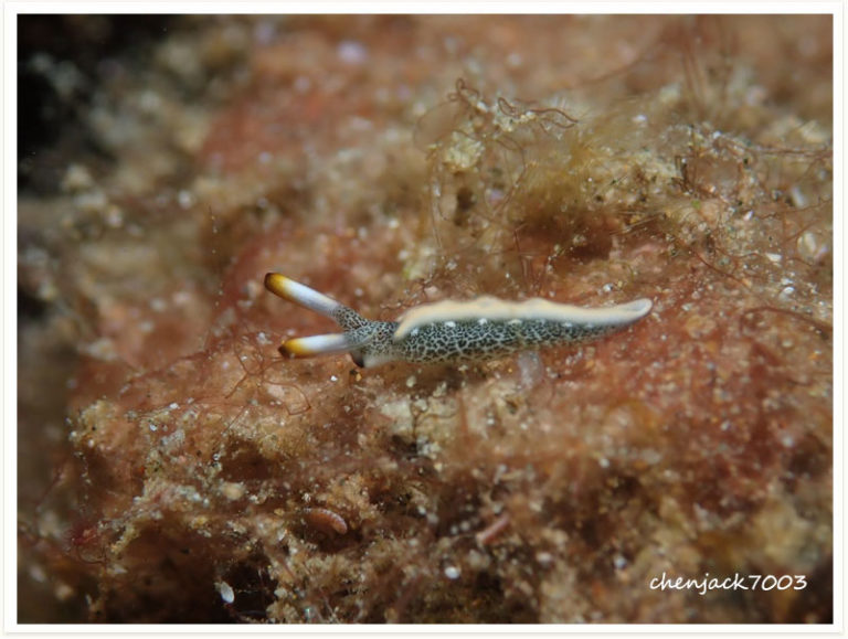Thuridilla carlsoni
