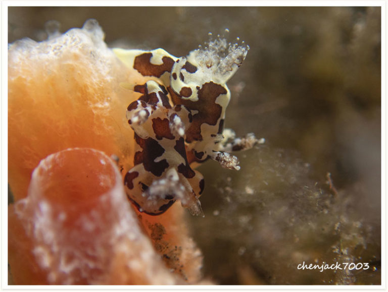 Trapania sp