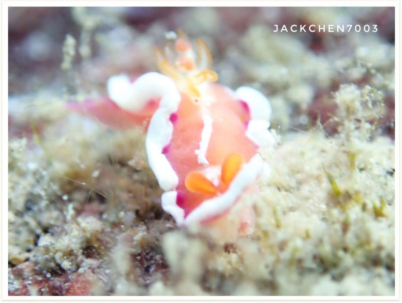 Verconia alboannulata