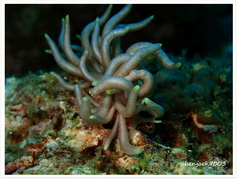 Phyllodesmium briareum