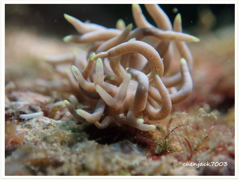 Phyllodesmium briareum