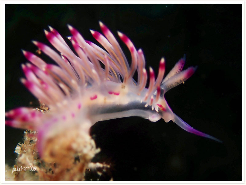 Coryphellina lotos