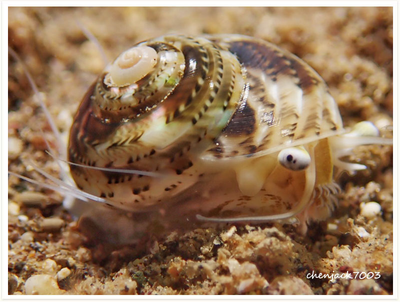 Ethalia catharinae
