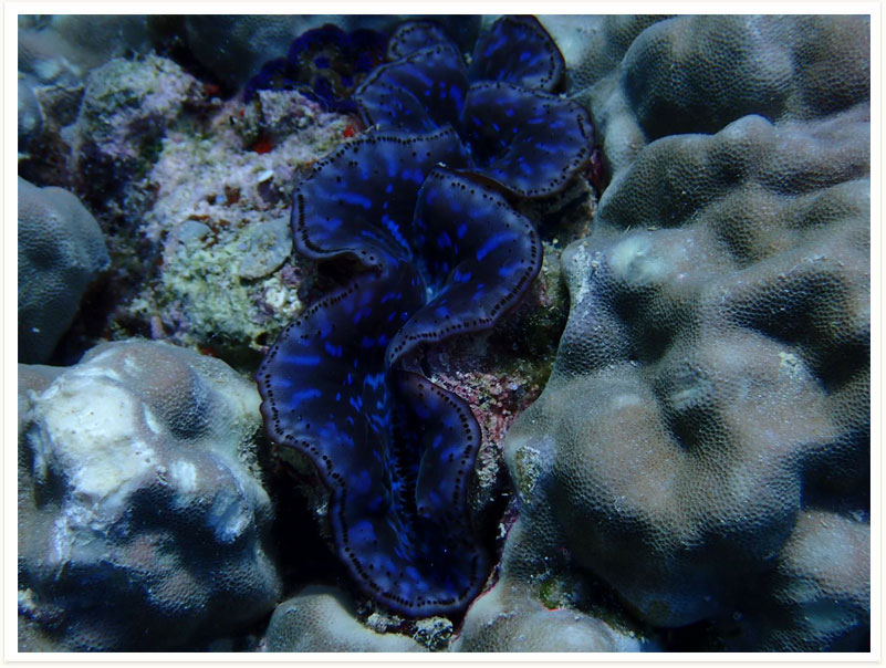 Tridacna maxima