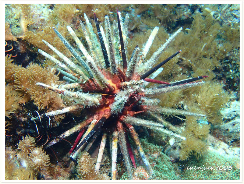 Eucidaris thouarsii