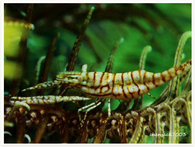 Araiopontonia odontorhyncha