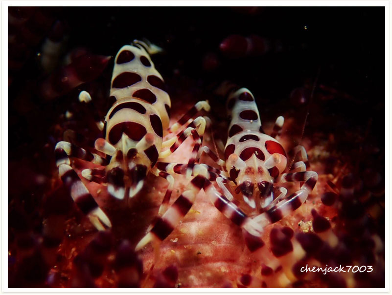 Periclimenes colemani