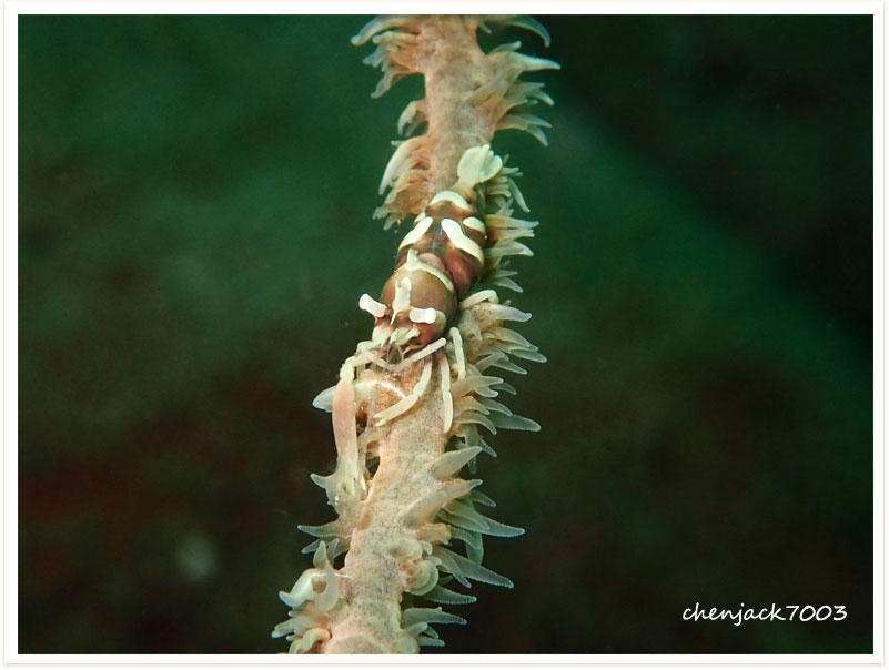Dasycaris zanzibarica