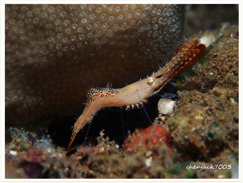 Leander plumosus