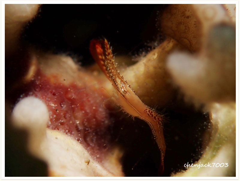 Leander plumosus
