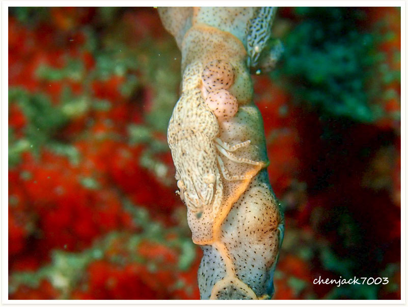 Gelastocaris paronae