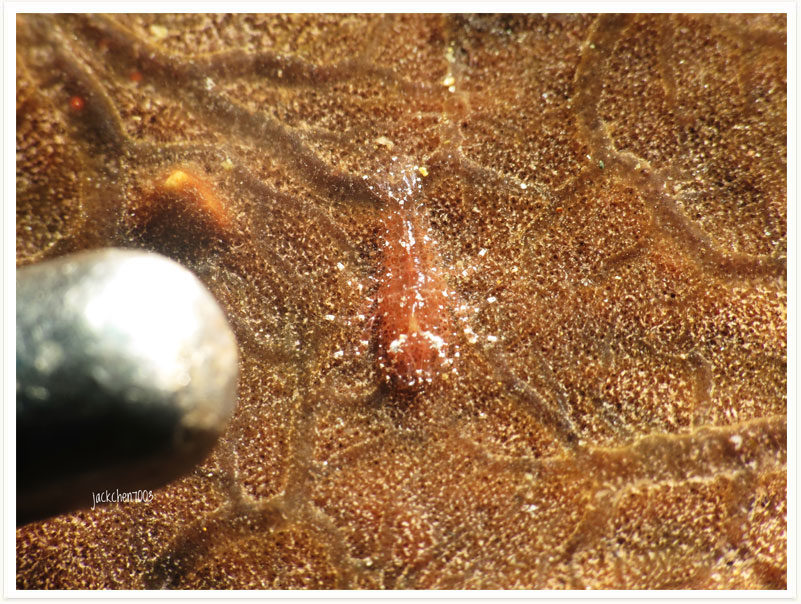 Gelastocaris paronae