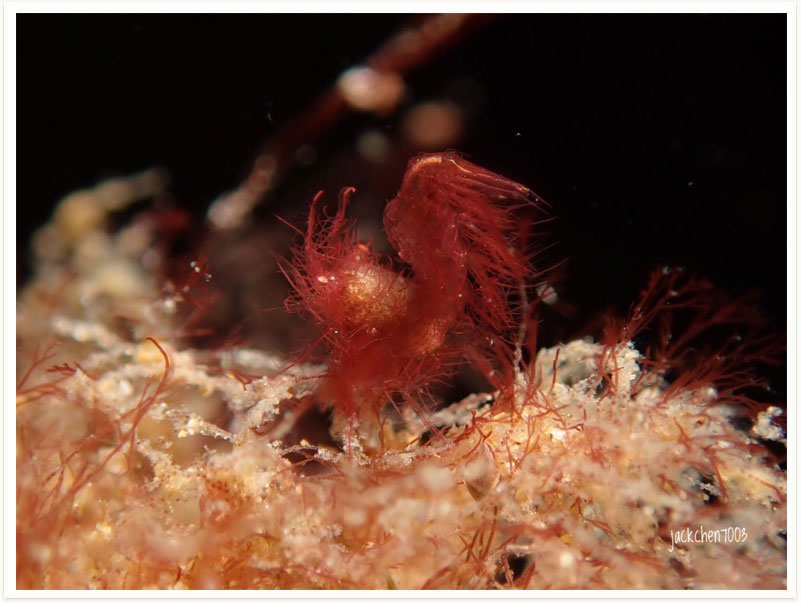Phycocaris simulans