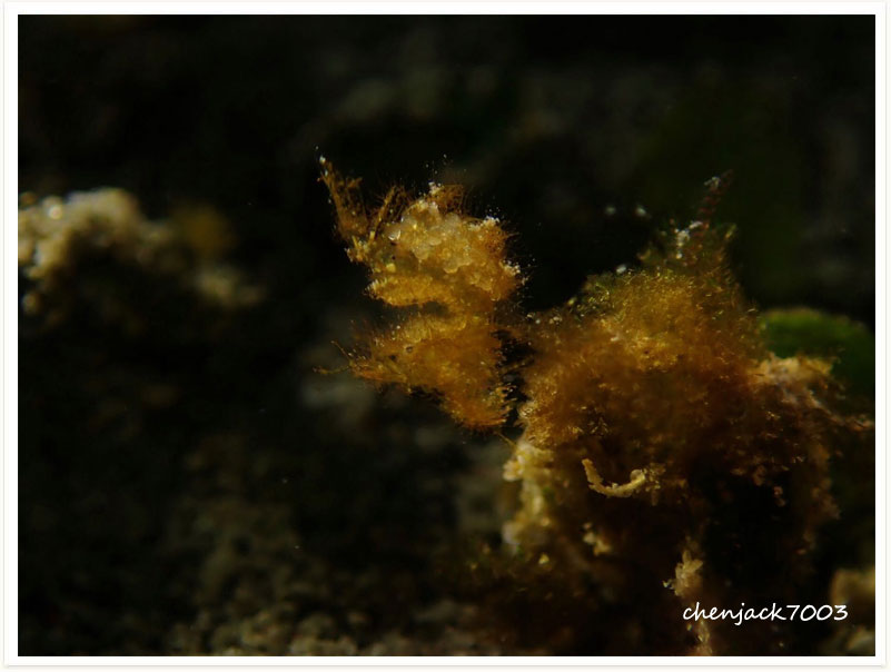 Phycocaris simulans