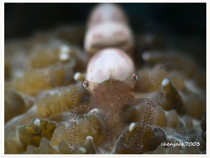 Hamopontonia fungicola