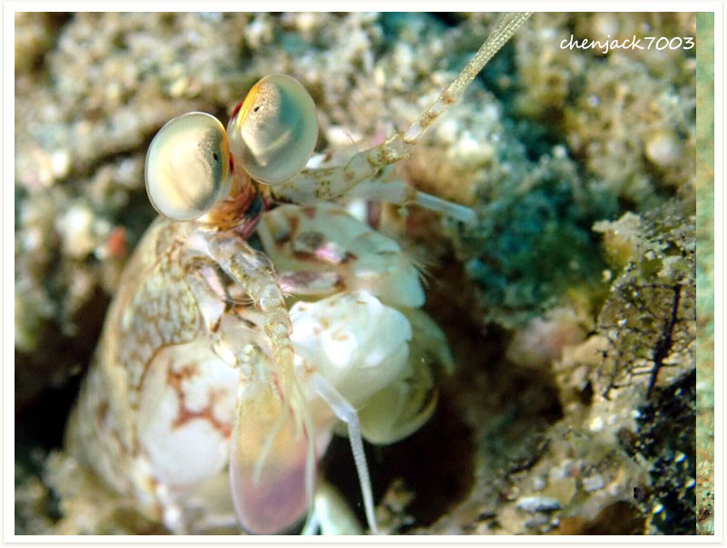 Odontodactylus cultrifer