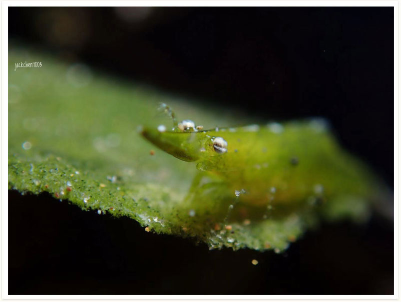 Latreutes pymoeus