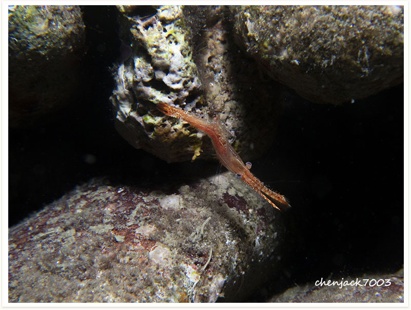 Leander plumosus