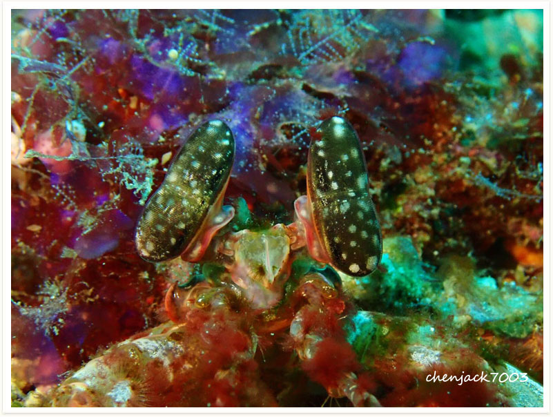 Lysiosquillina lisa