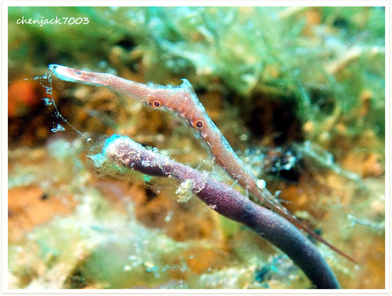 Tozeuma lanceolatum