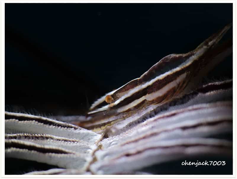 Periclimenes affinis