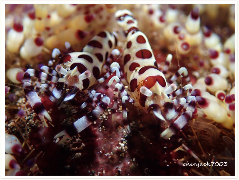 Periclimenes colemani