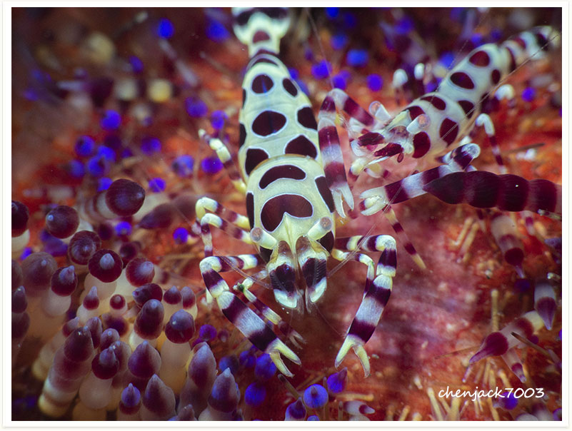 Periclimenes colemani