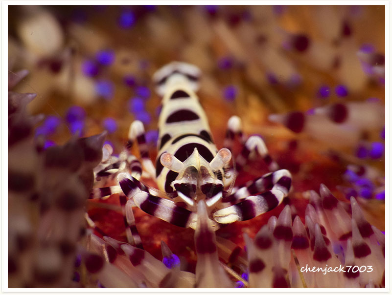 Periclimenes colemani