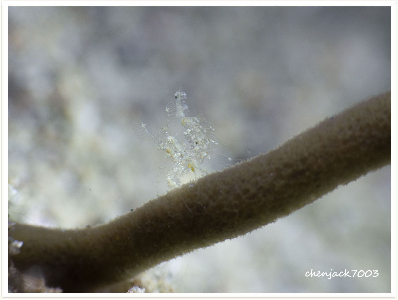 Phycocaris simulans