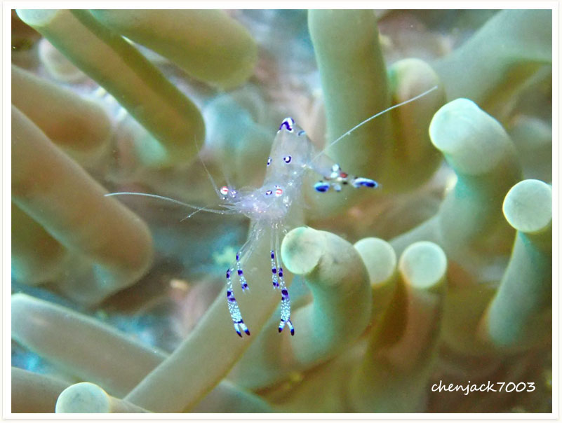 Ancylomenes sarasvati
