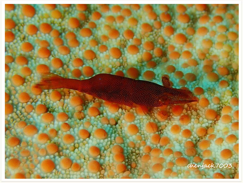 Zenopontonia soror