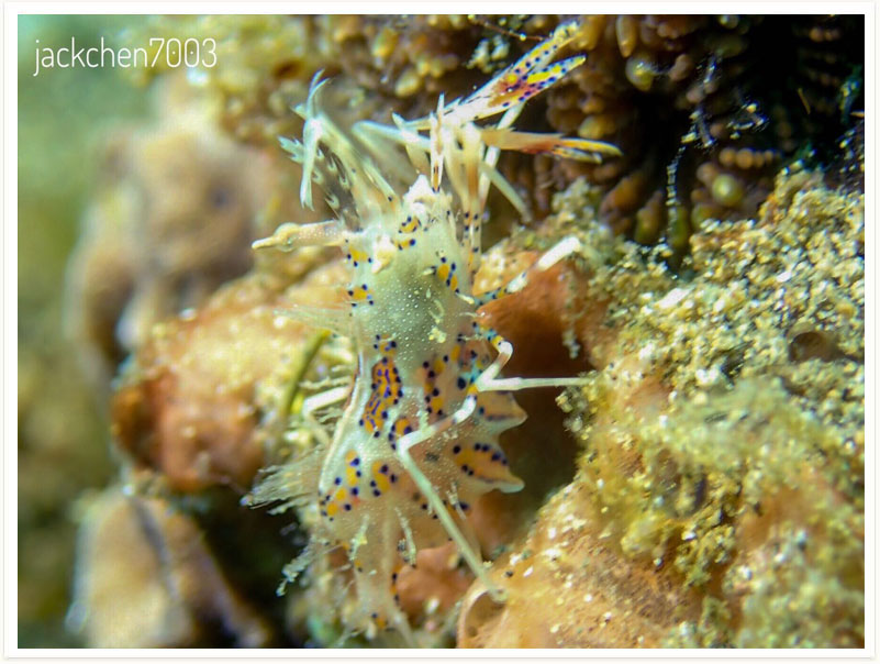 Phyllognathia ceratophthalma