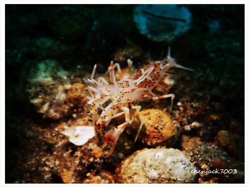 Phyllognathia ceratophthalma