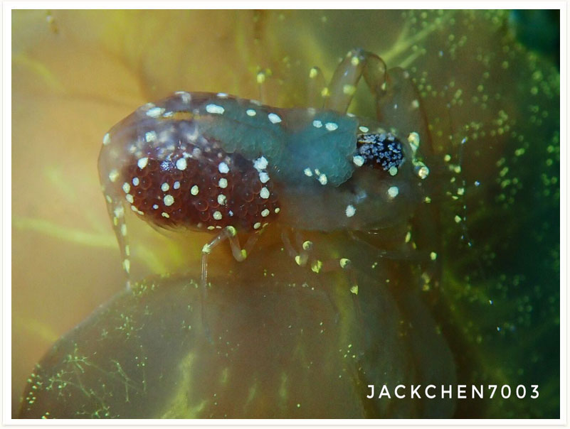 Synalpheus stimpsonii