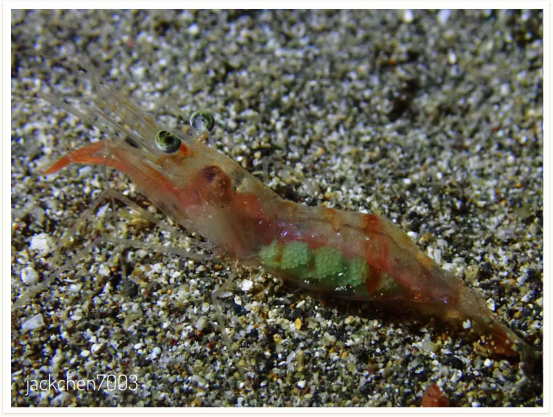 Trachypenaeopsis richtersii