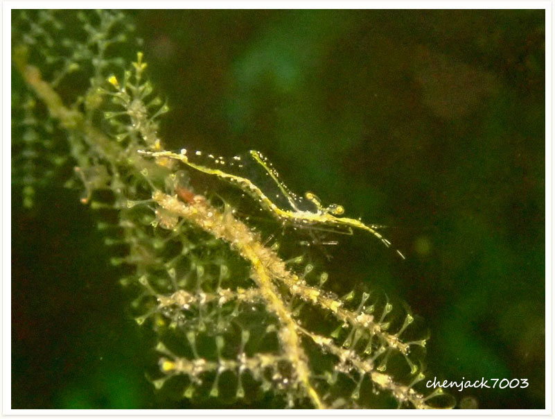 Manipontonia psamathe