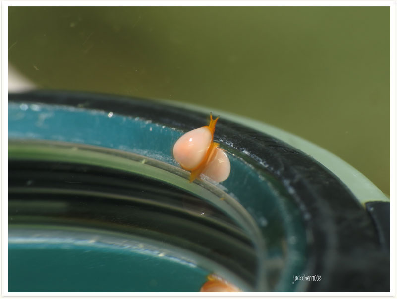 Cystiscus minutissimus