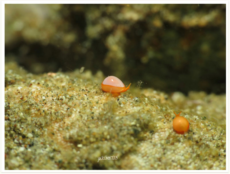 Cystiscus minutissimus