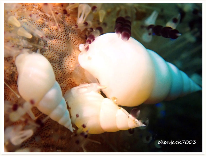 Echineulima asthenosomae