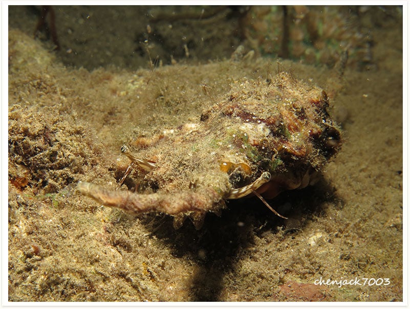 Lambis scorpius